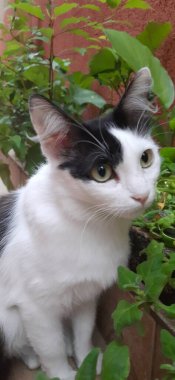 Sarı gözlü, beyaz ve siyah bir kedinin yakın çekimi, açık havada, yerde, küçük bir bahçenin bitkilerinin yanında..