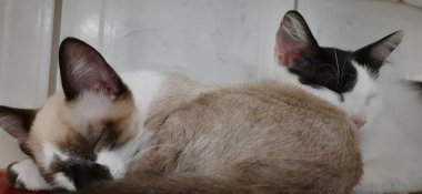 Beyaz ve siyah kedi ve bej bir kedi birlikte uyuyorlar..