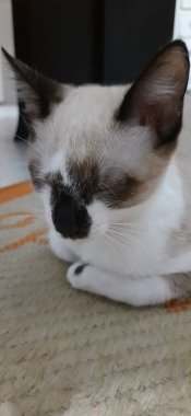 Bej renkli kedi yavrusu uykuya dalıyor, yerde yatıyor..