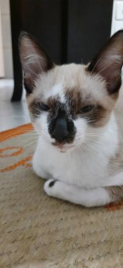 Bej renkli kedi yavrusu uykuya dalıyor, yerde yatıyor..