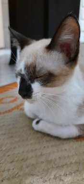 Bej renkli kedi yavrusu uykuya dalıyor, yerde yatıyor..