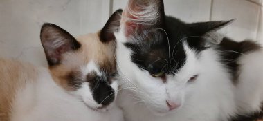 Beyaz ve siyah kedi ve bej bir kedi yan yana oturup uyuyorlar..