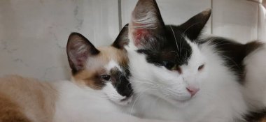 Beyaz ve siyah kedi ve bej bir kedi yan yana oturup uyuyorlar..