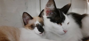 Beyaz ve siyah kedi ve bej bir kedi birlikte otururlar..