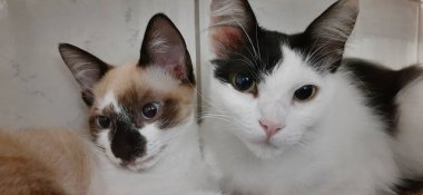 Beyaz kedi ve bej kedi birlikte oturup kameraya bakıyorlar..