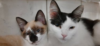 Beyaz kedi ve bej kedi birlikte oturup kameraya bakıyorlar..