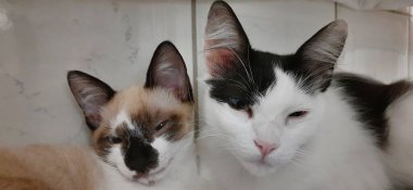 Beyaz kedi ve bej kedi birlikte oturup kameraya bakıyorlar..