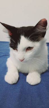 Sarı gözlü beyaz ve siyah kedi, mavi bir yatakta yatıyor..