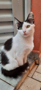 Açık havada sarı gözlü beyaz ve siyah bir kedi, yere otur..