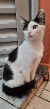 Açık sarı gözlü beyaz ve siyah bir kedi, açık havada, yere otur..
