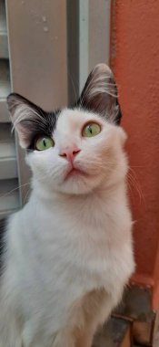 Beyaz ve siyah bir kedi, yakından, geniş sarı gözlü, dışarıda ve ileriye bakıyor..