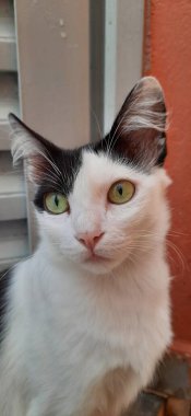 Beyaz ve siyah bir kedi, yakından, geniş sarı gözlü, dışarıda ve ileriye bakıyor..