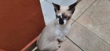 Bir bej ve beyaz kedi yavrusu yakın plan, mavi gözlü, yere oturur, arkasına bakar.