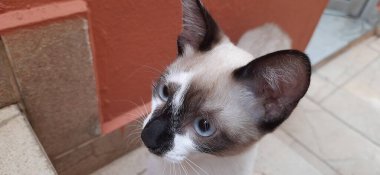 Bej ve beyaz bir kedi yavrusu, mavi gözlü, merdivenlerde, ileriye bakıyor..
