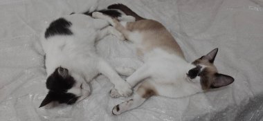 Kedi ve kedi yavrusu pençeleriyle yatakta uyuyorlar..