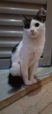 Beyaz ve siyah bir kedi yerde, bir kapının yanında oturuyor..