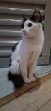 Beyaz ve siyah bir kedi yerde, kapının yanında ve sola bakıyor..