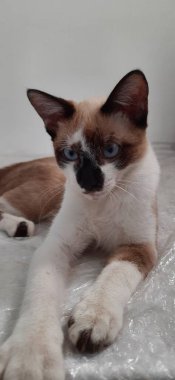 Bej ve beyaz, mavi gözlü kedi yavrusu, yatağa uzanmış, pençeleri kameranın yanında..