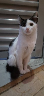 Beyaz ve siyah bir kedi yerde, bir kapının yanında oturuyor..