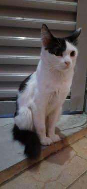 Beyaz ve siyah bir kedi yerde, bir kapının yanında oturuyor..