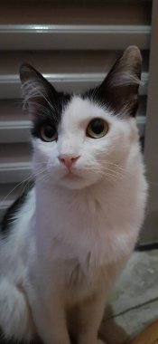 Beyaz ve siyah bir kedinin yakın çekimi, yere otur, bir kapının yanına..