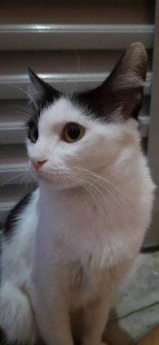 Geceleri beyaz ve siyah bir kedi, yere oturur, kapının yanına oturur ve sola bakar..