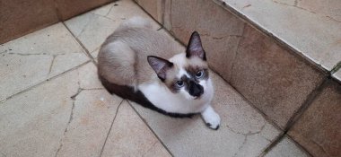 Bej ve beyaz, mavi gözlü bir kedi yavrusu, yere oturuyor, basamakların yanında, kameraya bakıyor..