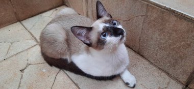 Bej ve beyaz, mavi gözlü bir kedi yavrusu, yerde oturuyor, merdivenlerin yanında, yukarı bakıyor..