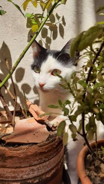 Güneş ışığının altında, bazı bitkilerin arkasına saklanan beyaz ve siyah bir kedi..