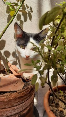Güneş ışığının altında, bazı bitkilerin arkasına saklanan beyaz ve siyah bir kedi..