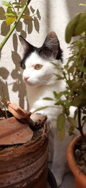 Güneş ışığının altında, bazı bitkilerin arkasına saklanan beyaz ve siyah bir kedi..