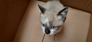 Karton bir kutunun içinde bej ve beyaz mavi gözlü bir kedi yavrusu..
