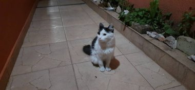 Beyaz, siyah, sarı gözlü bir kedi geceleyin yerde tek başına oturur, bitkilerin ve eski kayaların yanında..