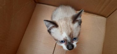 Karton bir kutunun içinde bej ve beyaz mavi gözlü bir kedi yavrusu..