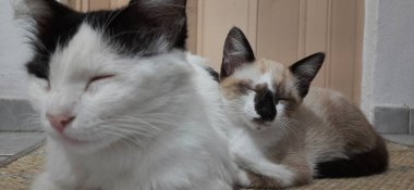 İki kedi yerde uyuyor..