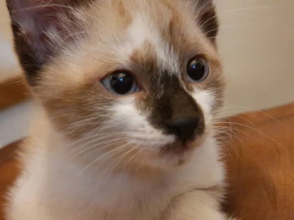 Bej ve beyaz, mavi gözlü kedi yavrusu yakın plan, kahverengi yastığın üzerinde yatıyor..