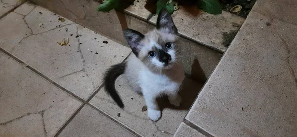 Gatito Beige Blanco Ojos Azules Con Una Mirada Tierna Los —  Fotos de Stock