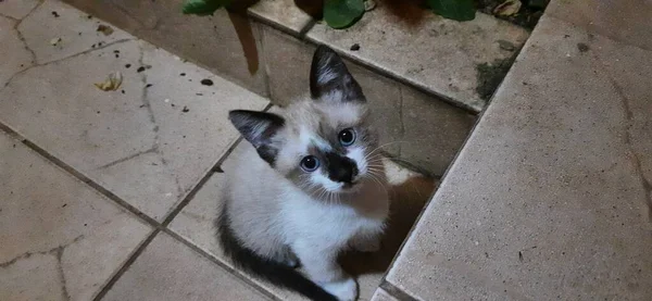 Bej ve beyaz, mavi gözlü kedi yavrusu, gözlerinde narin bir bakış, yere otur..