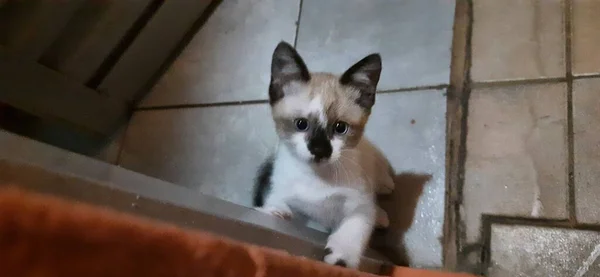 Gatito Beige Blanco Ojos Azules Con Una Mirada Tierna Tierna —  Fotos de Stock