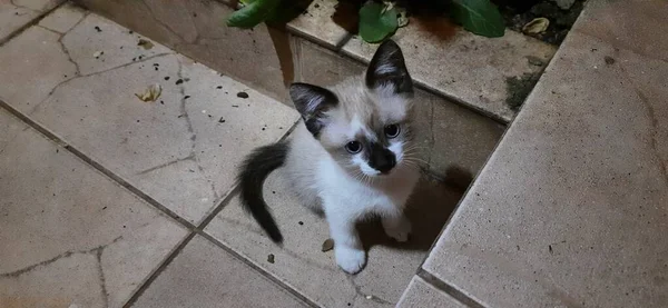 Gatinho Bege Branco Olhos Azuis Com Olhar Terno Nos Olhos — Fotografia de Stock