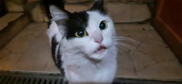 Vit Och Svart Gulögd Katt Närbild Med Munnen Något Öppen — Stockfoto