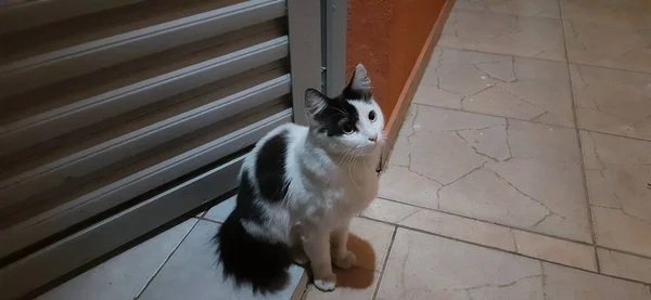 Gato Blanco Negro Ojos Amarillos Sienta Solo Suelo Por Noche —  Fotos de Stock