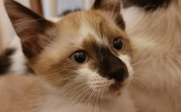 Bir bej ve beyaz, mavi gözlü kedi yavrusu başka bir beyaz kediyle yatıyor..