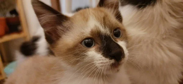 Gatito Beige Blanco Ojos Azules Cerca Acostado Junto Con Otro —  Fotos de Stock