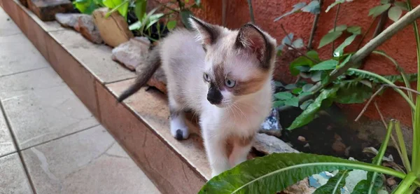 一只米色 蓝眼睛的小猫 站在植物和岩石旁边 — 图库照片