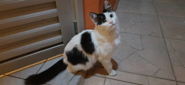 Gato Branco Preto Olhos Amarelos Senta Chão Noite Faz Uma — Fotografia de Stock