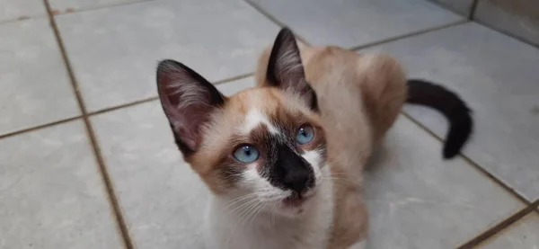 Gatinho Olhos Azuis Close Sente Chão Olhando Para Cima — Fotografia de Stock