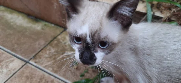 青い目のベージュの子猫のクローズアップ その鼻の上に少しの水の滴 — ストック写真