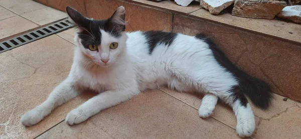 Gato Branco Preto Com Olhos Amarelos Livre Deitado Chão Perto — Fotografia de Stock