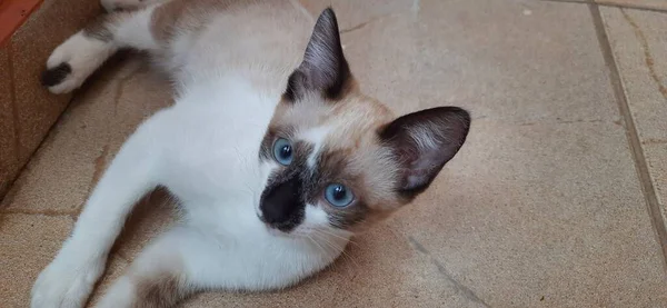 Mavi gözlü bej kedicik yerde yatıyor..